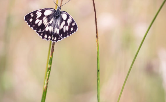 Demi-deuil / Melanargia galathea