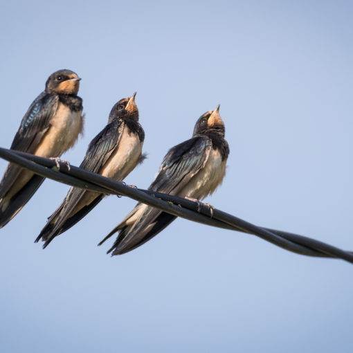 Hirondelle rustique / Hirundo rustica