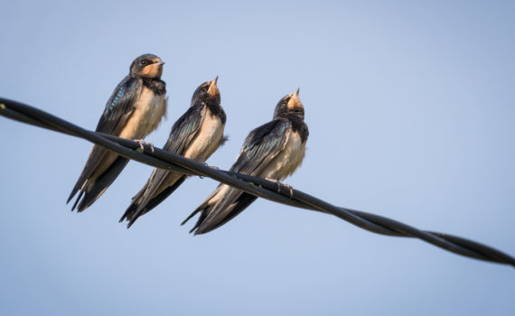 Hirondelle rustique / Hirundo rustica