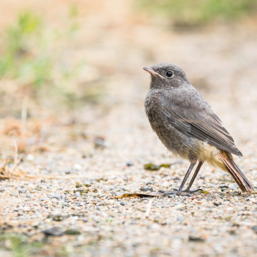 Rougequeue noir / Phoenicurus ochruros