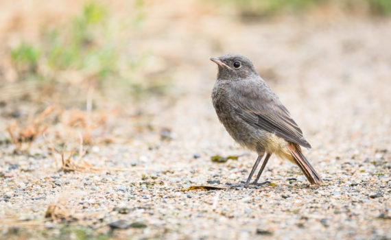 Rougequeue noir / Phoenicurus ochruros