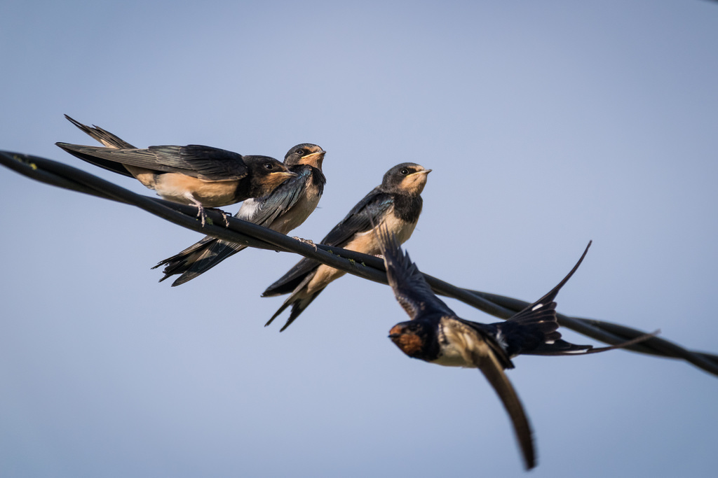 Hirondelle rustique / Hirundo rustica