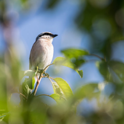 Pie grièche écorcheur / Lanius collurio