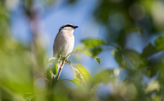 Pie grièche écorcheur / Lanius collurio