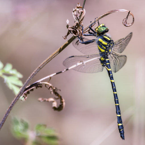 Cordulégastre annelé / Cordulegaster boltonii