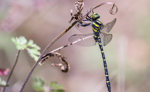 Cordulégastre annelé / Cordulegaster boltonii