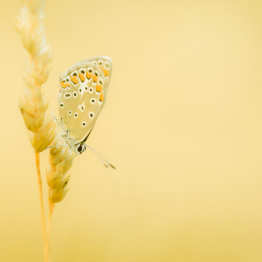 Argus bleu / Polyommatus icarus