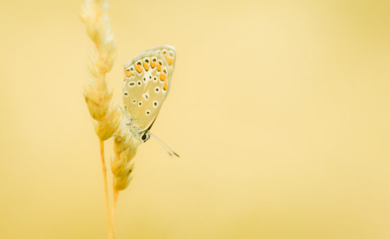 Argus bleu / Polyommatus icarus