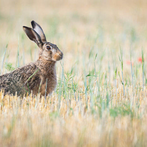 Lièvre d'Europe / Lepus europaeus