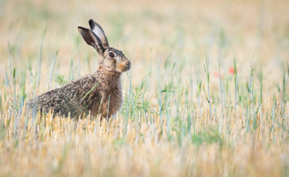 Lièvre d'Europe / Lepus europaeus