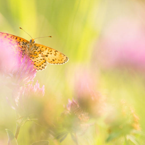 Mélitée des centaurées / Cinclidia phoebe