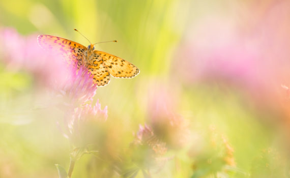 Mélitée des centaurées / Cinclidia phoebe