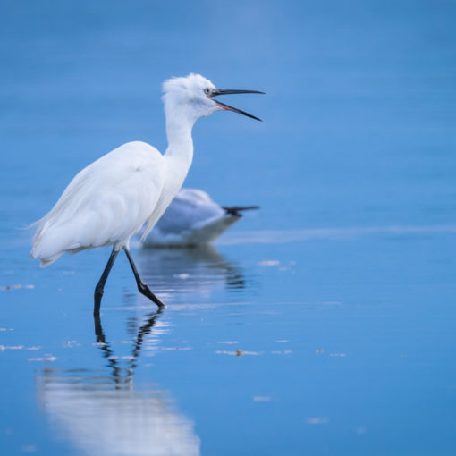 Aigrette garzette / Egretta garzetta