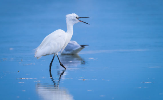 Aigrette garzette / Egretta garzetta