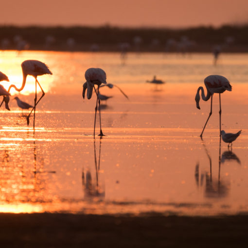 Flamand rose / Phoenicopterus roseus