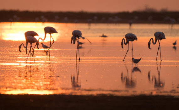 Flamand rose / Phoenicopterus roseus