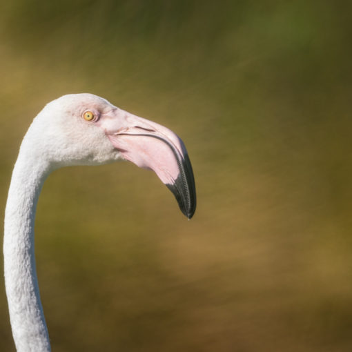 Flamand rose / Phoenicopterus roseus