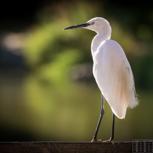 Aigrette garzette / Egretta garzetta