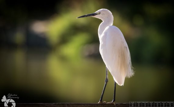 Aigrette garzette / Egretta garzetta