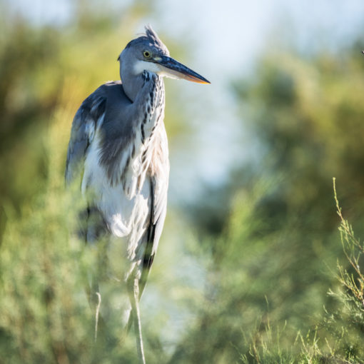 Héron cendré / Ardea cinerea