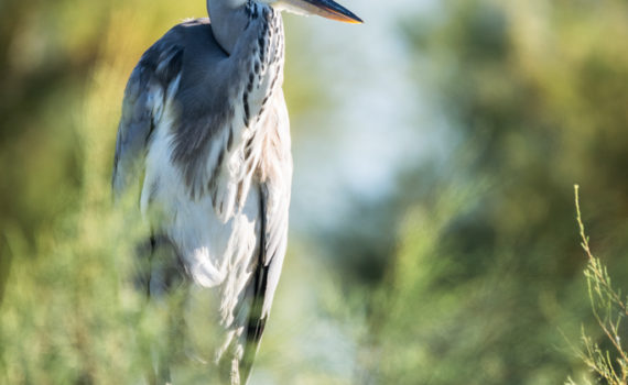 Héron cendré / Ardea cinerea