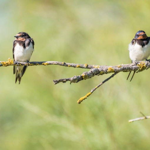 Hirondelle rustique / Hirundo rustica