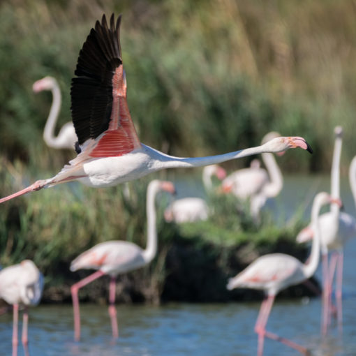 Flamand rose / Phoenicopterus roseus