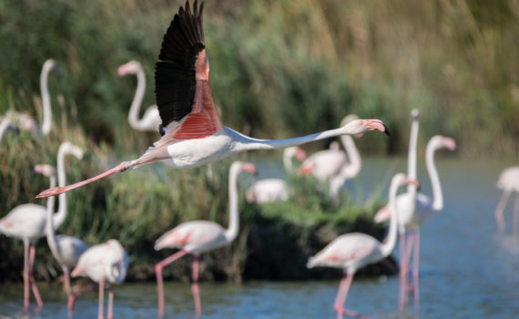 Flamand rose / Phoenicopterus roseus