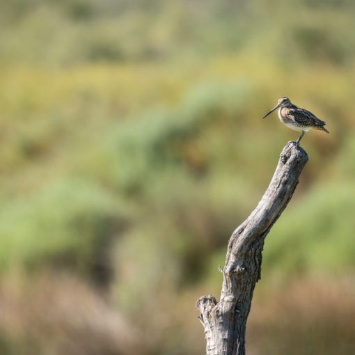 Bécassine des marais / Gallinago gallinago