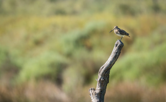 Bécassine des marais / Gallinago gallinago