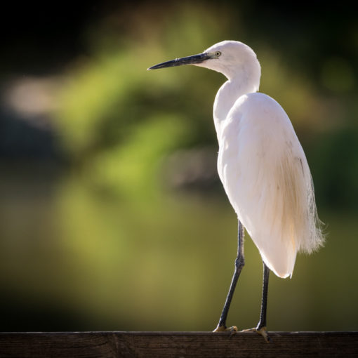 Aigrette garzette / Egretta garzetta