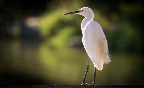 Aigrette garzette / Egretta garzetta