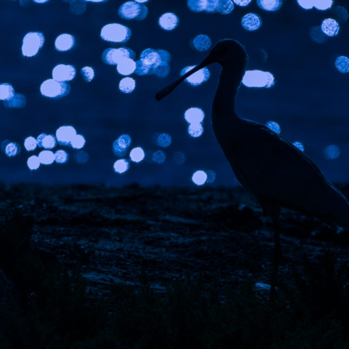 Spatule blanche / Eurasian Spoonbill