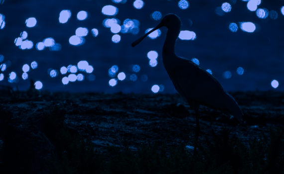 Spatule blanche / Eurasian Spoonbill