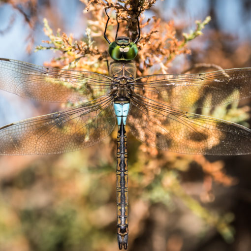 Anax napolitain / Anax parthenope