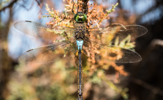 Anax napolitain / Anax parthenope