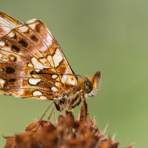 Petite violette / Boloria dia