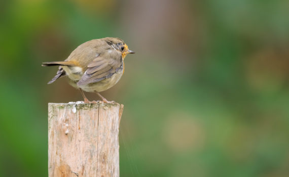 Rougegorge familier / Erithacus rubecula