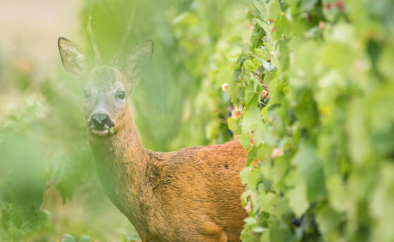 Chevreuil / Capreolus capreolus