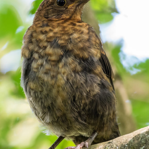 Merle noir / Turdus merula