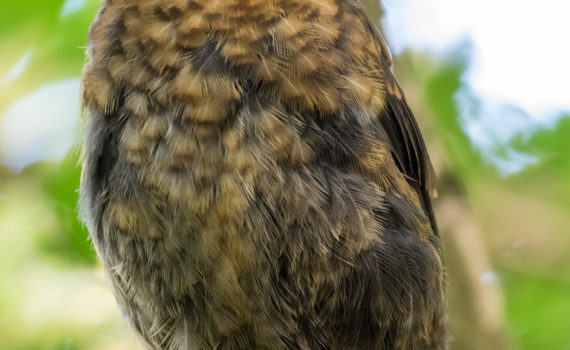 Merle noir / Turdus merula