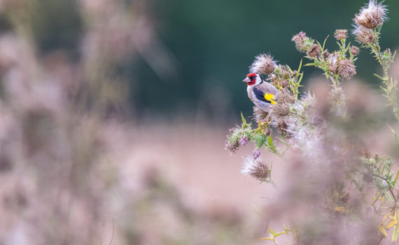 Chardonnet élégant / Carduelis carduelis