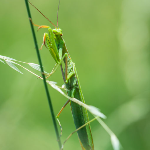 Mante religieuse / Mantis religiosa