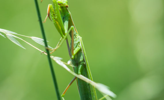 Mante religieuse / Mantis religiosa