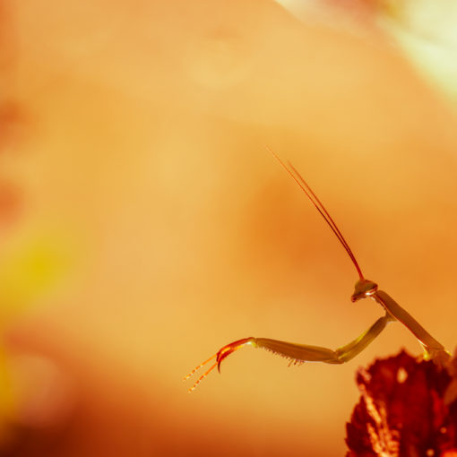 Mante religieuse / Mantis religiosa