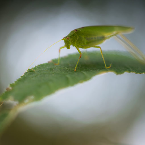 Grande sauterelle verte / Tettigonia viridissima