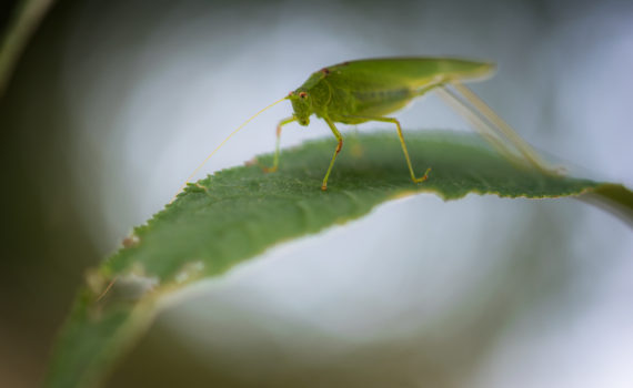 Grande sauterelle verte / Tettigonia viridissima