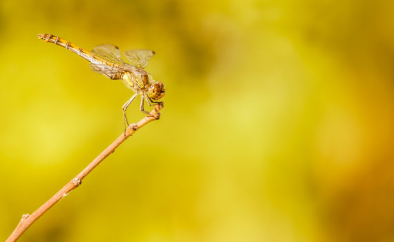 Sympétrum strié / Sympetrum striolatum