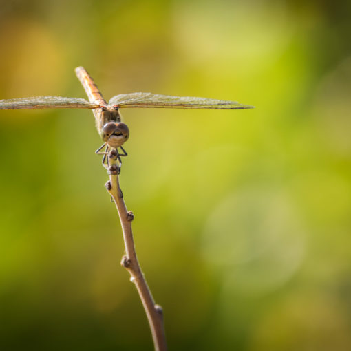 Sympétrum strié / Sympetrum striolatum