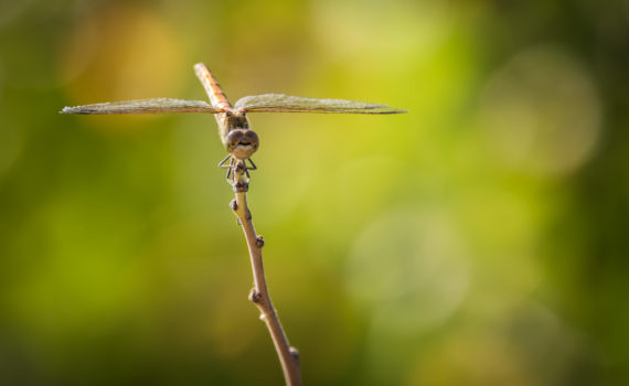 Sympétrum strié / Sympetrum striolatum